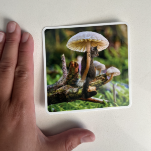 Mushroom Cats: Be Cool Peekaboo