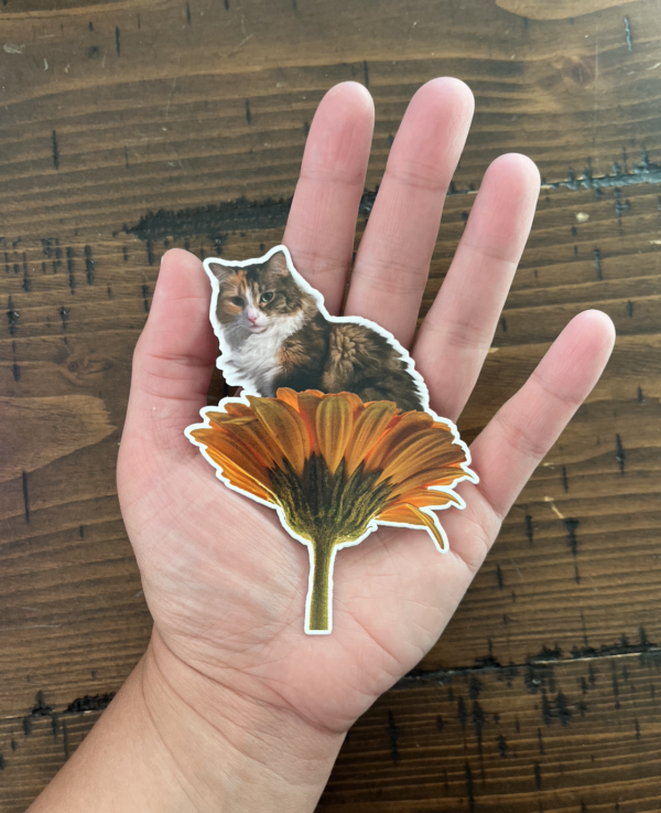 Flower Cats: Ripley in a Sunflower